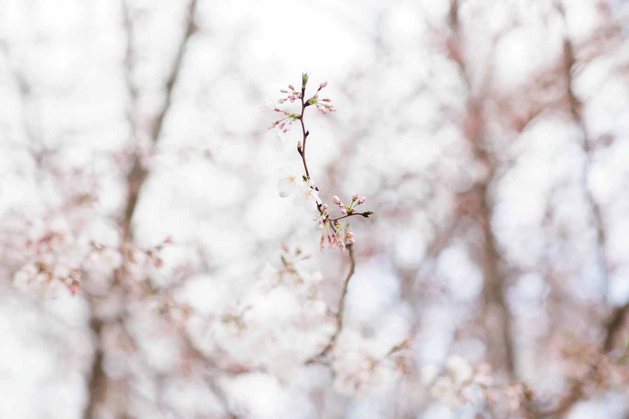 Close-up of delicate white and pink blossoms on a thin branch against a blurred pale background.