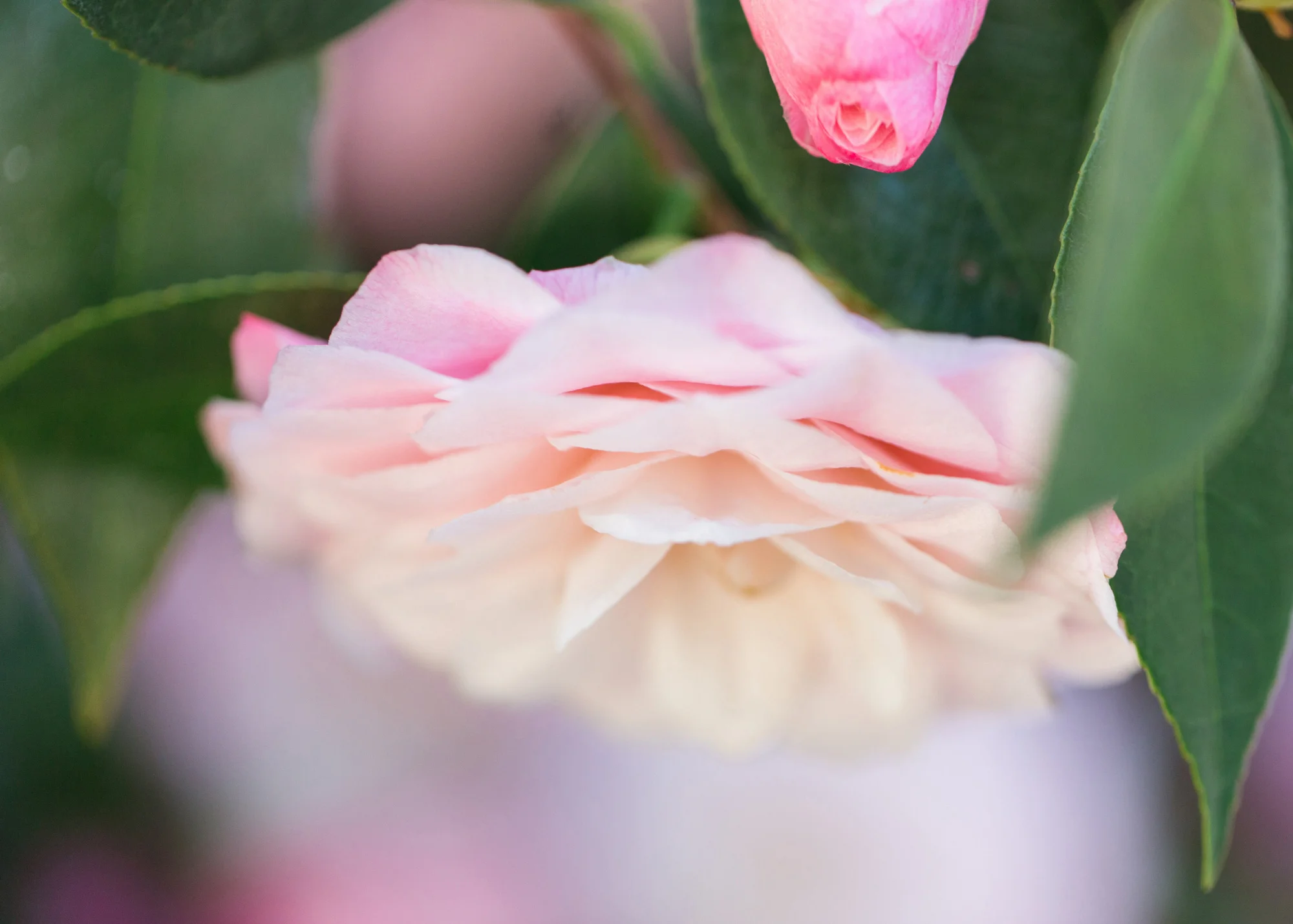 Close-up of a pale pink layered flower with a darker pink bud above and green leaves surrounding, soft dreamy mood.